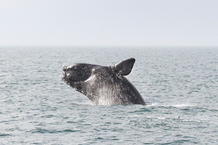 A North Atlantic right whale breaches above the ocean.