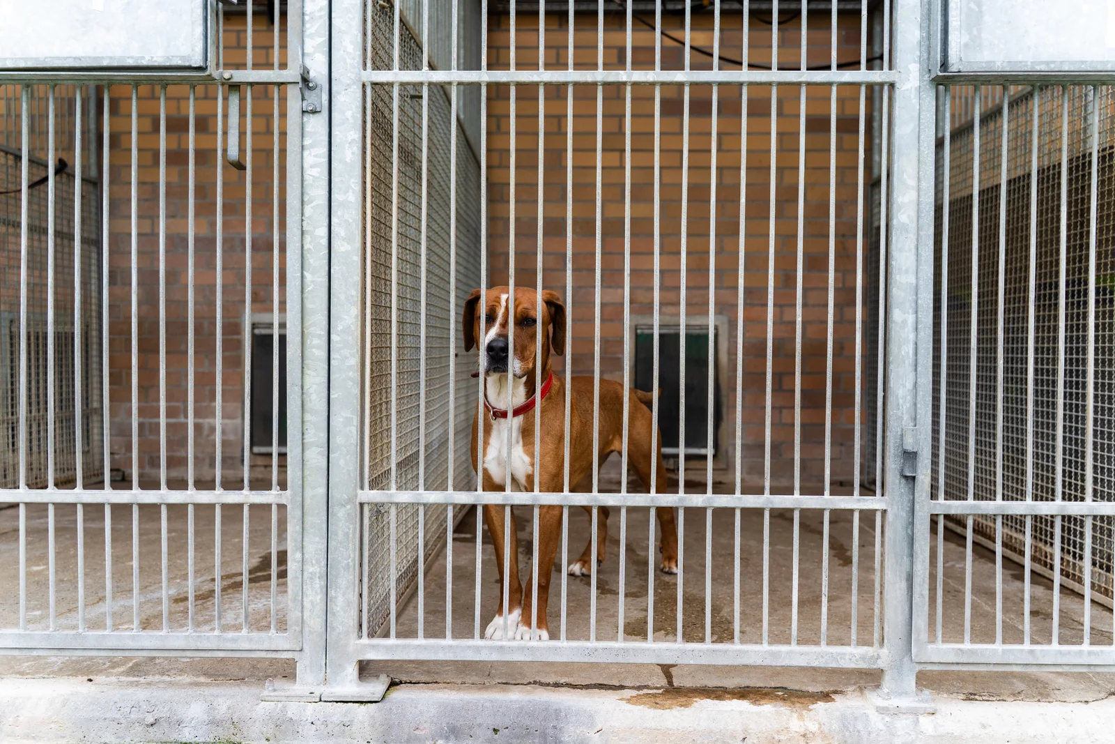 A dog behind the bars of a shelter enclosure