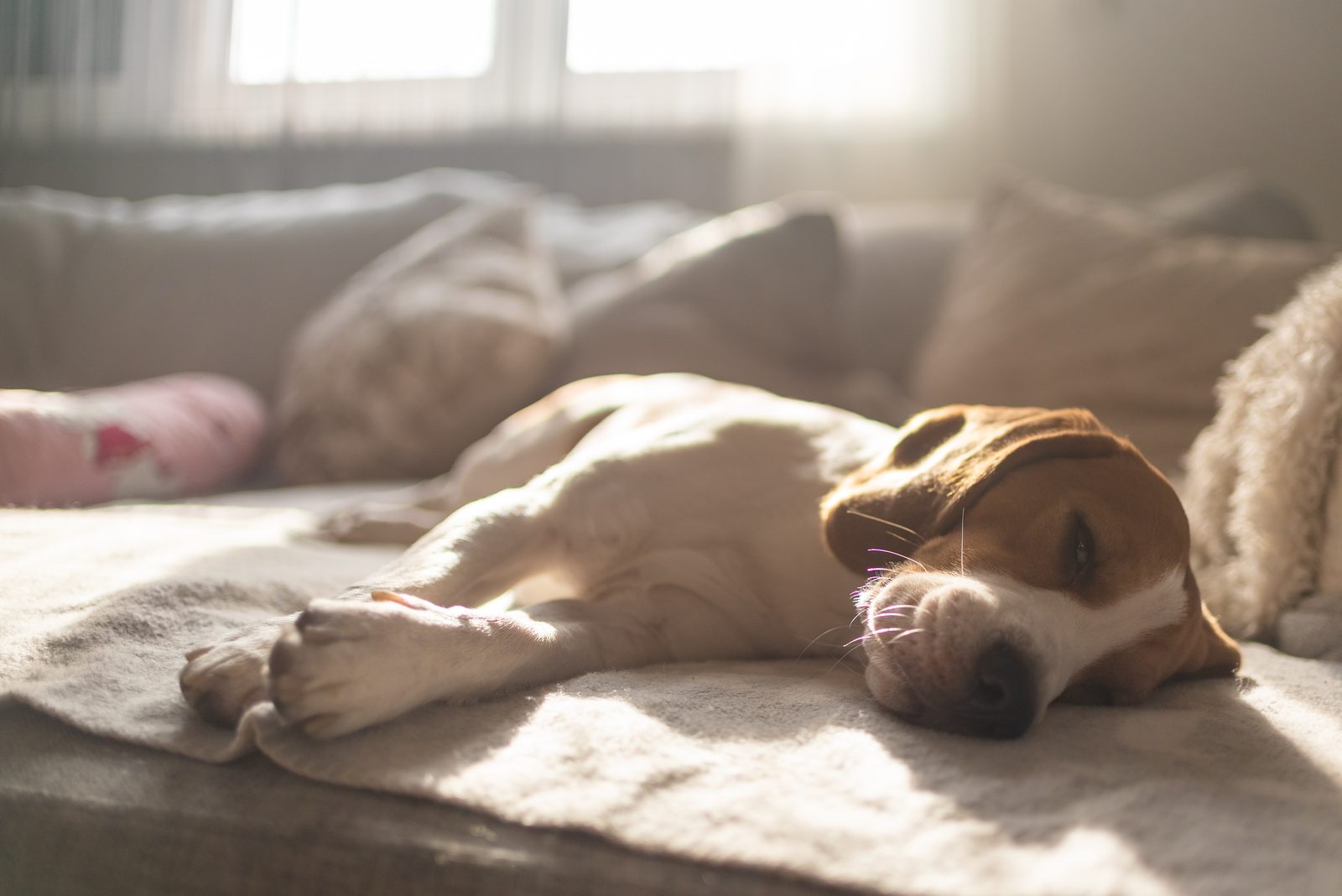 A beagle sleeps on a blanket-covered sofa as morning sun falls through the window of a bright living room