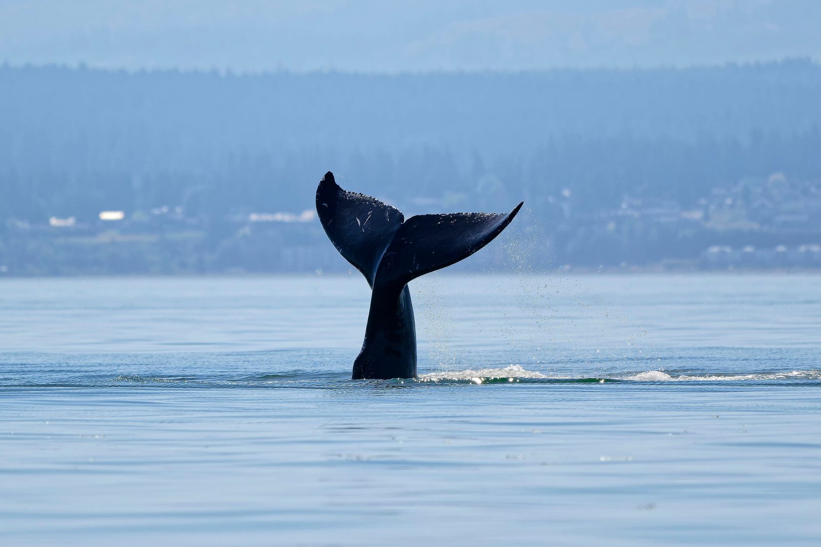 A humpback whale lifts its tail above calm water in the Salish Sea, with a forested shoreline behind it