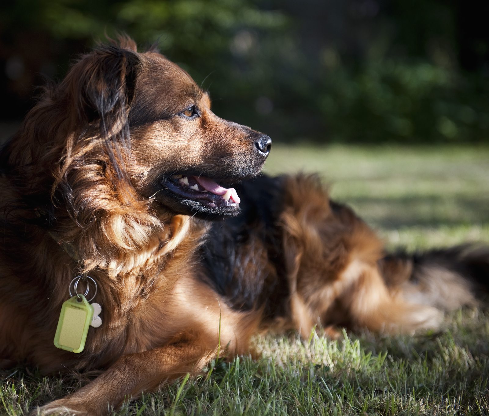 A large long-haired brown dog lies on sunlit grass looking to the side, a green identification tag hanging from its collar