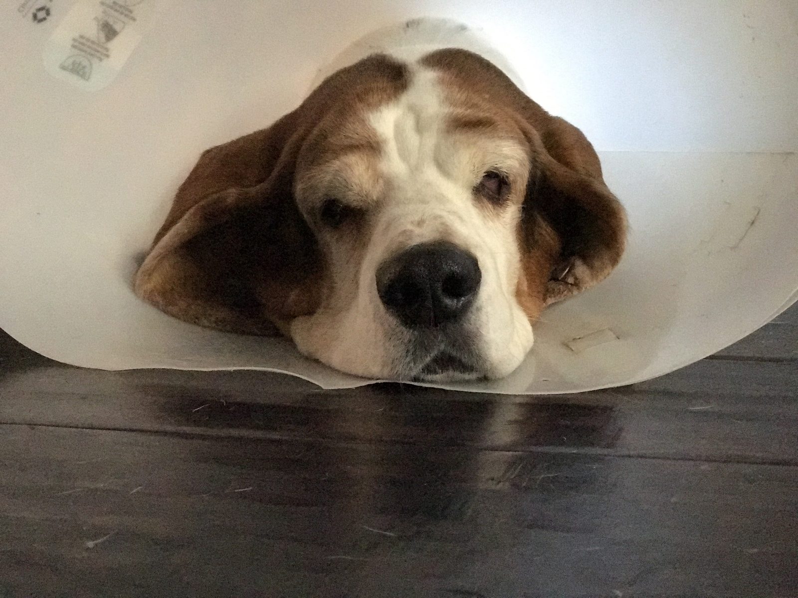 Basset hound wearing a clear plastic recovery cone rests its head on a dark wooden floor, eyes half open