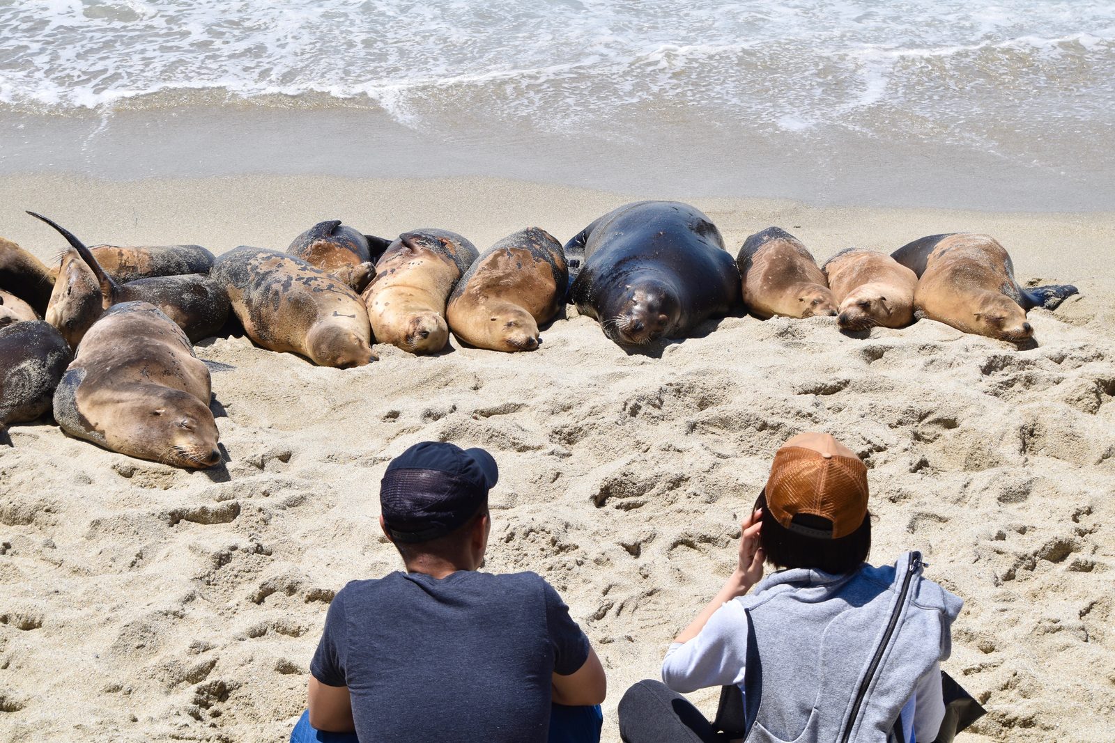 Two people seated on the sand watching a row of sea lions resting near the waterline, one holding up a phone to photograph them.