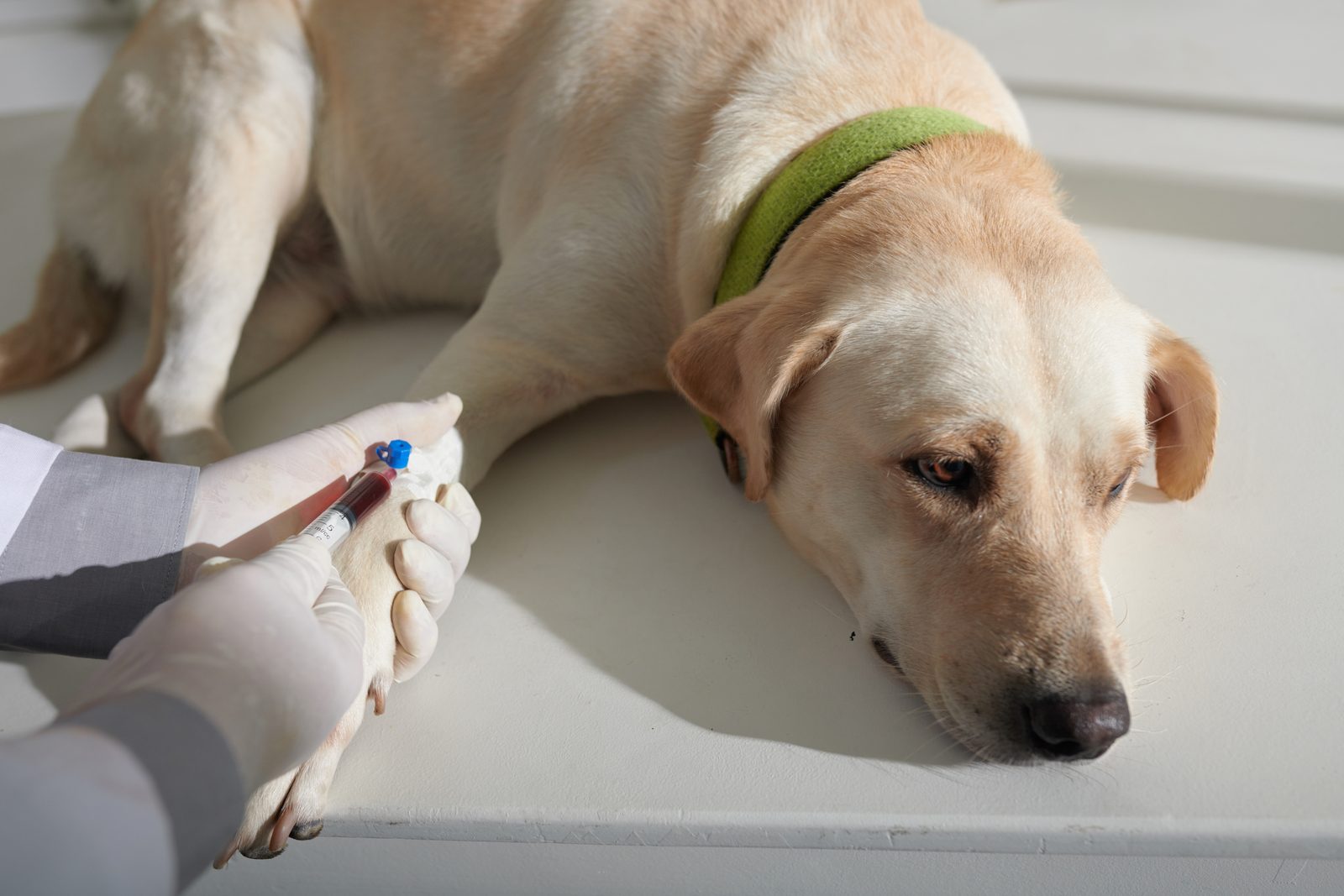 Gloved hands draw blood from the foreleg of a yellow Labrador lying calmly on a white clinic table.