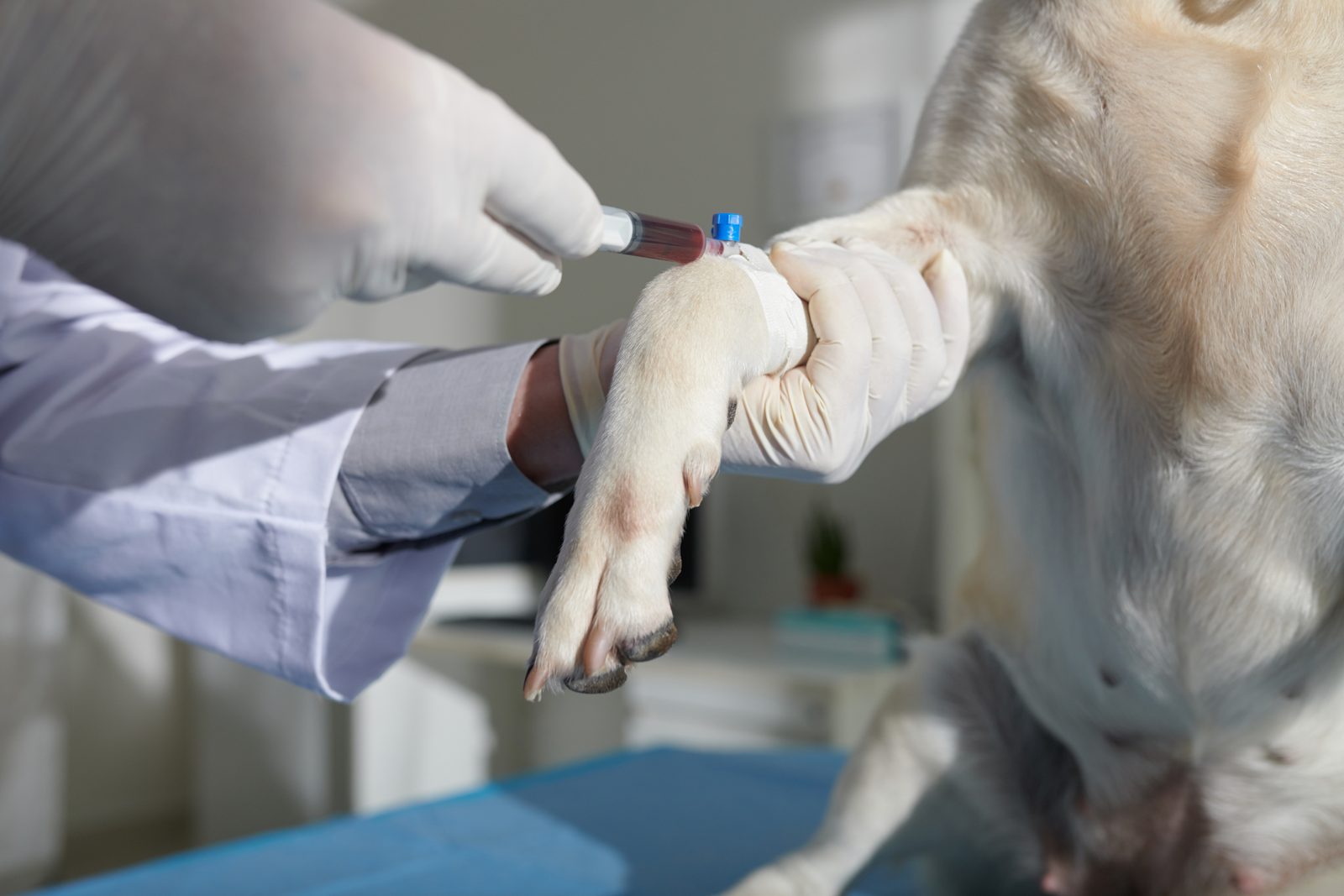 Gloved veterinary hands drawing blood into a syringe from the foreleg of a pale dog on a clinic exam table
