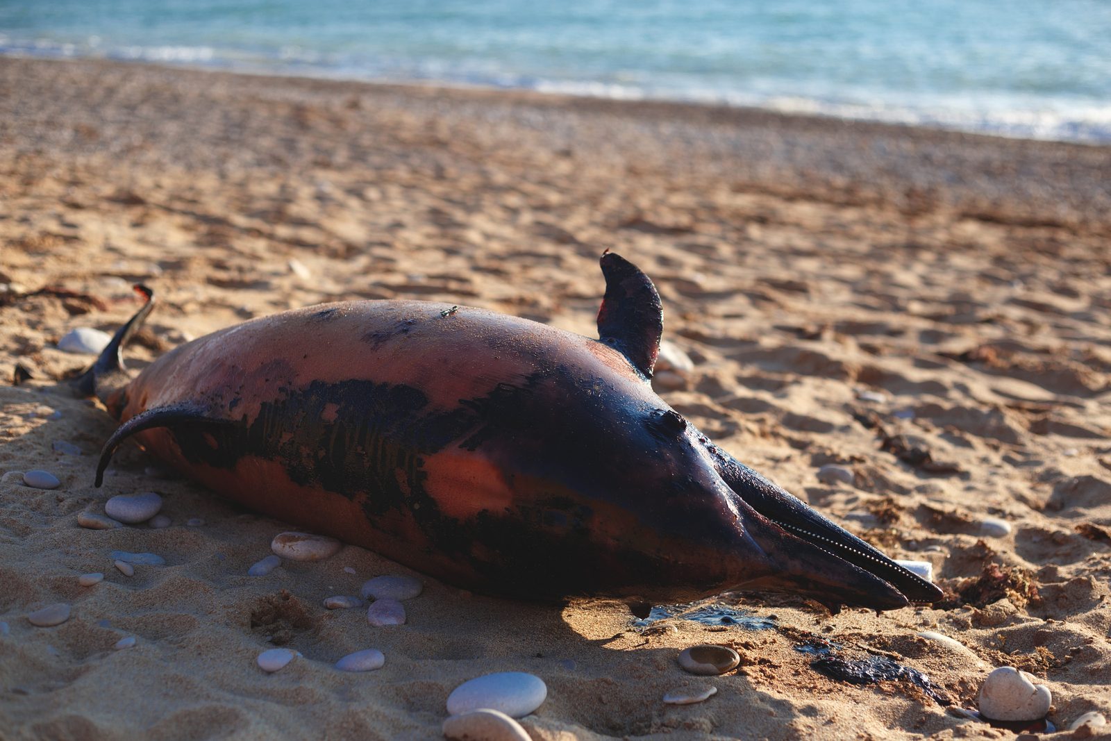 A dead dolphin lying on its side on a sandy, pebble strewn beach, with low surf and open water in the background.