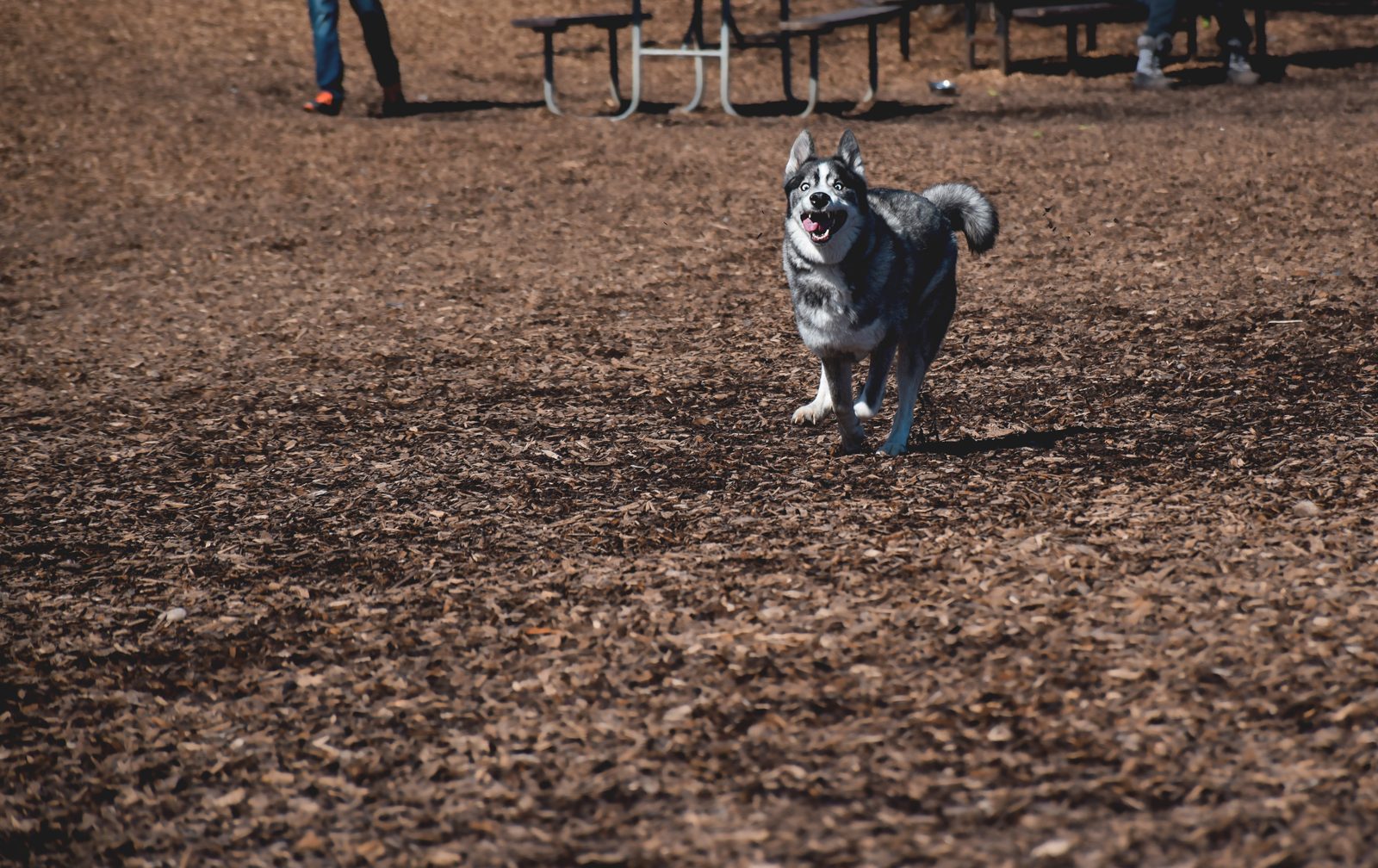 Gray and white husky running across a wood-chip off-leash dog park, with picnic tables and people standing in the background