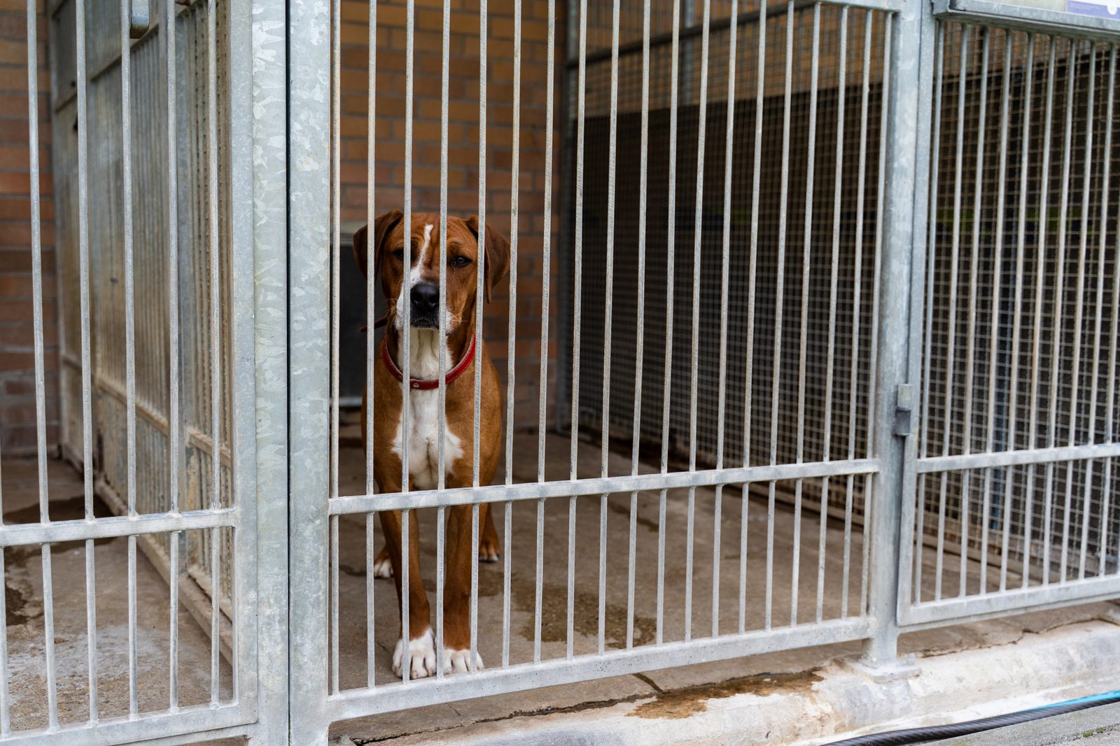 A brown and white dog in a red collar stands behind the steel bars of a shelter kennel with brick walls.
