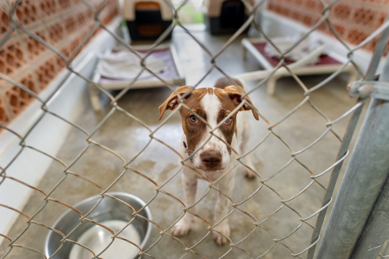 A brown and white dog stands behind a chain-link gate in a concrete shelter run, with a steel water bowl and raised beds behind it.