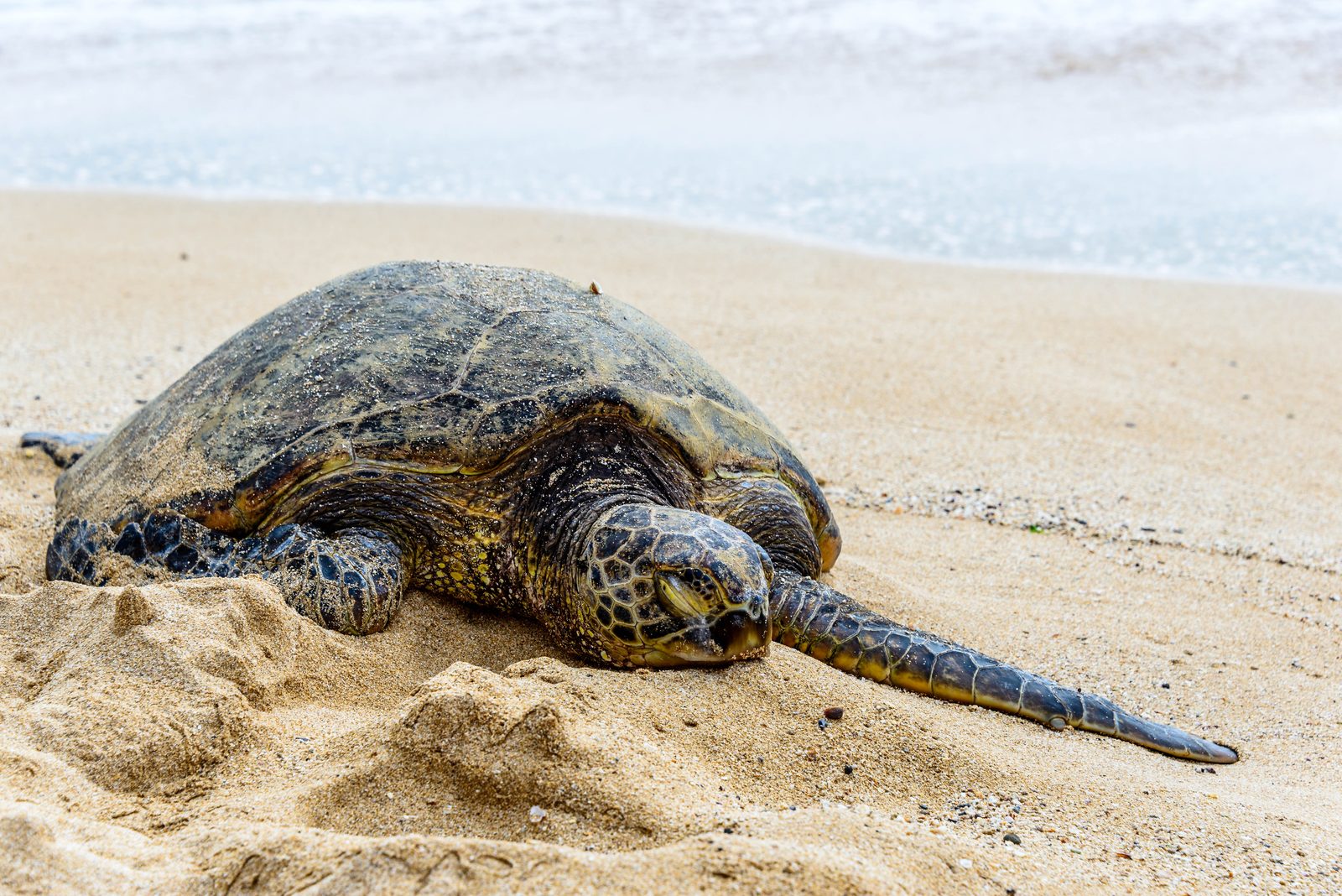 A Hawaiian green sea turtle resting on a sandy Oahu beach with its front flippers spread and pale surf washing in behind it.