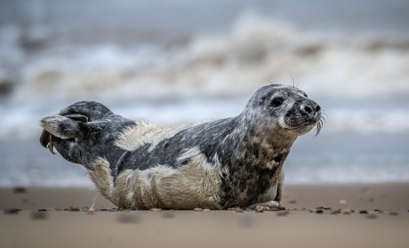 Young grey seal pup with a mottled coat resting on wet sand at the waterline, with breaking surf blurred behind it