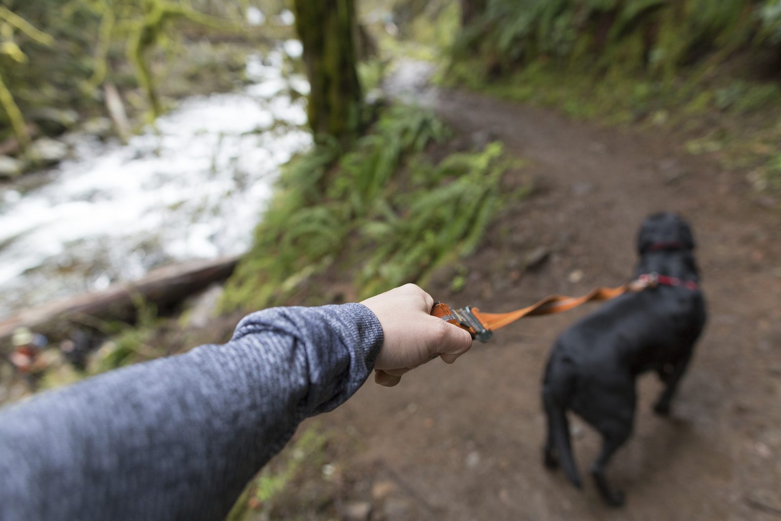 Hand in a gray sleeve holds an orange leash clipped to a black dog walking ahead on a muddy forest path beside a rushing creek