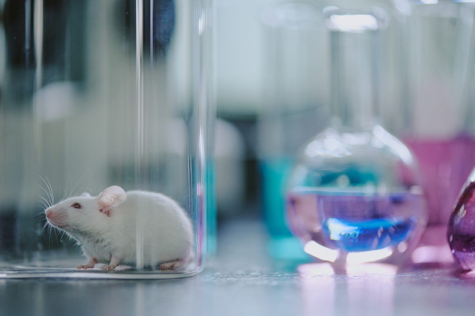 A white laboratory mouse sits inside a clear glass container on a lab bench beside flasks of blue and pink liquid.