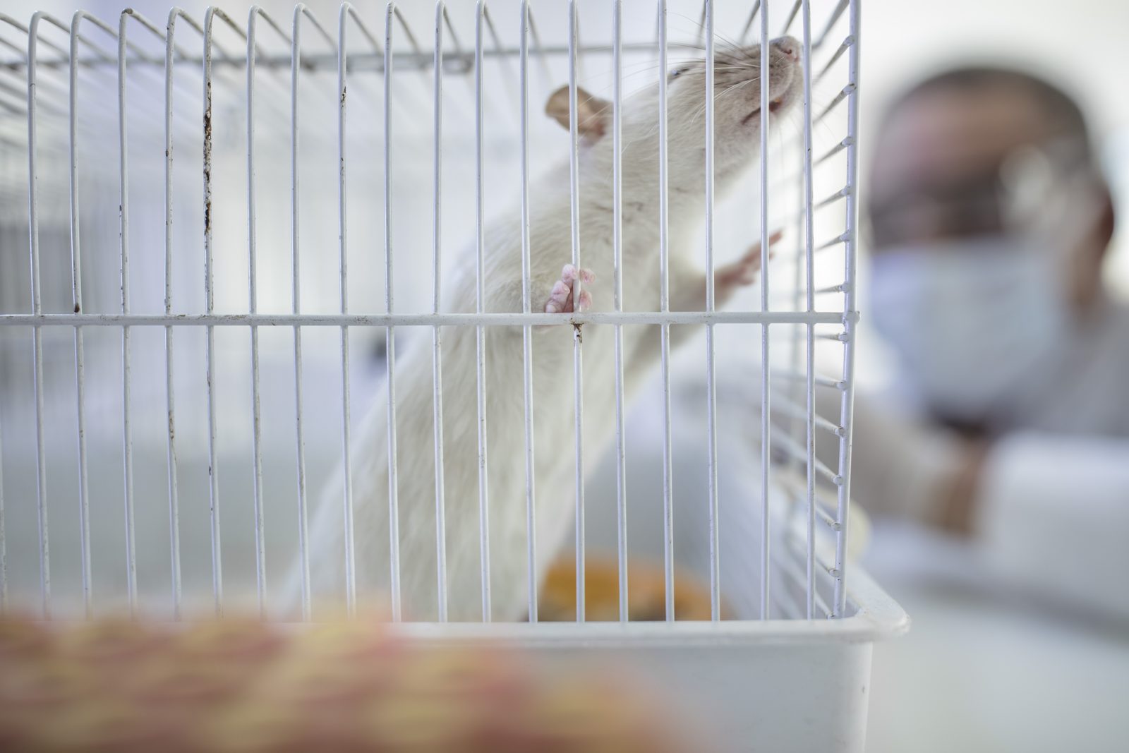 White laboratory rat climbing the bars of a wire cage while a masked laboratory worker watches, out of focus, in the background