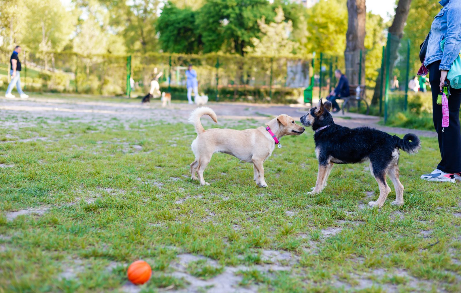 Two mixed breed dogs, one tan and one black and tan, greeting each other on worn grass in a dog park with a ball nearby
