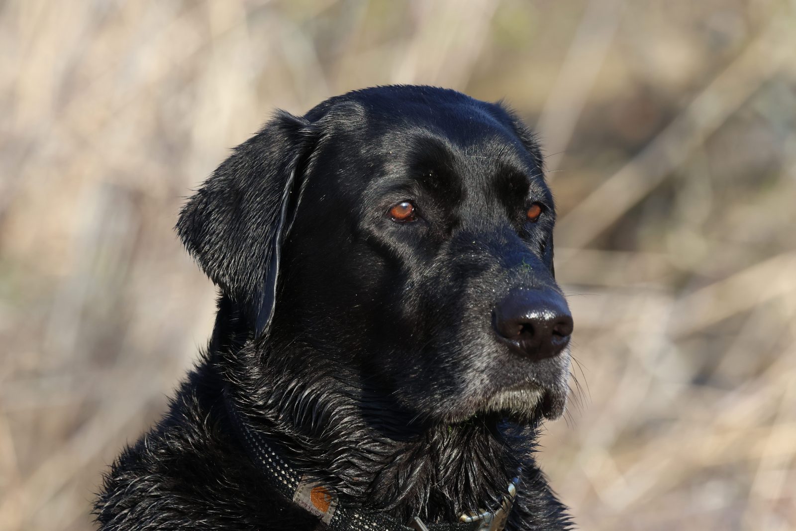 A black Labrador retriever with a graying muzzle and a worn collar sits against a background of dry winter grass.