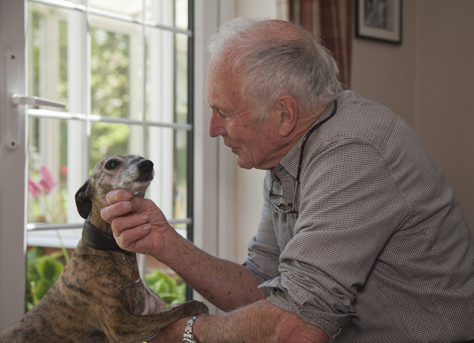 A gray-haired man in a checked shirt holds the chin of a brindle lurcher beside a sunny window in a lived-in home.