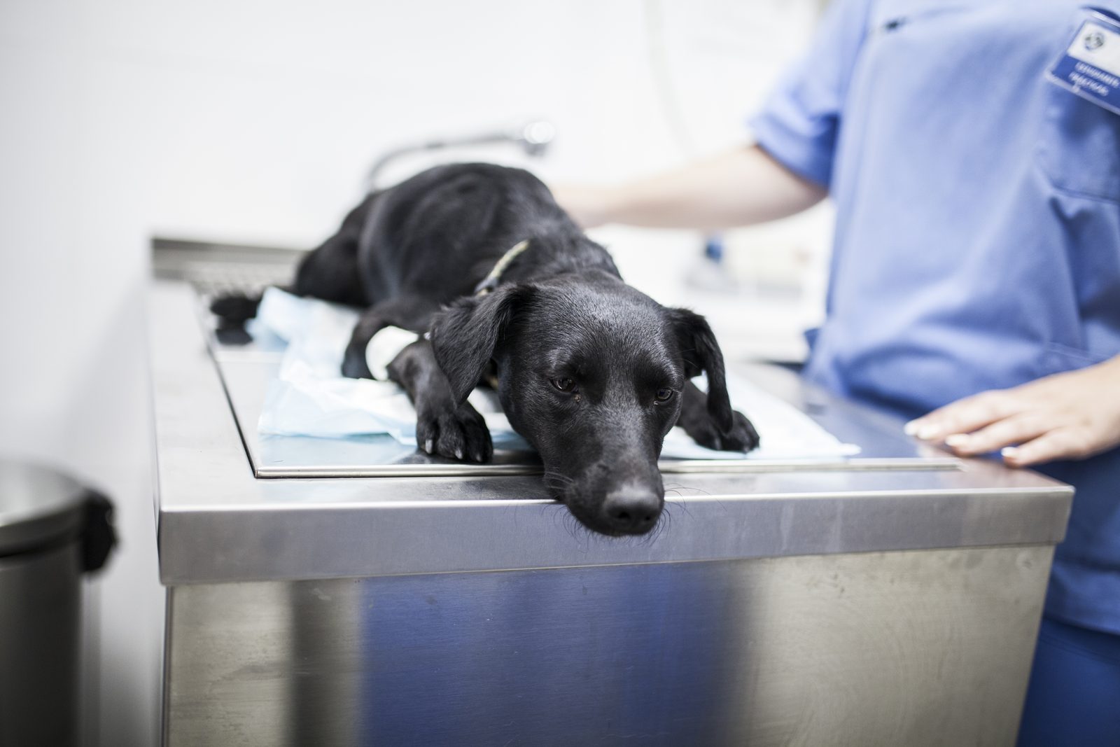 A black dog with a bandaged foreleg lies on a steel table in a veterinary clinic as a staff member in blue scrubs stands beside it