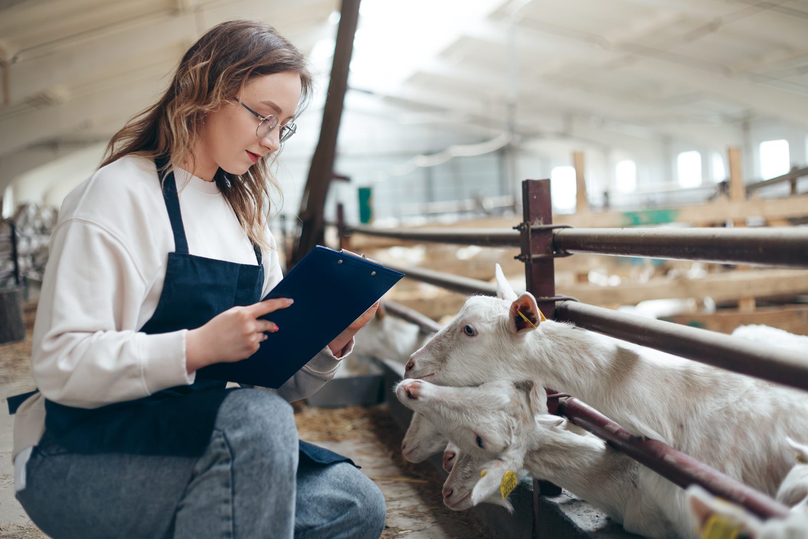 A woman in glasses and an apron kneels in a barn aisle writing on a clipboard beside a pen of young white goats