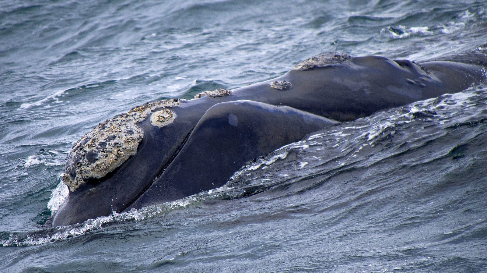 A right whale's head breaks the surface of choppy gray-blue water, pale callosities visible along its dark skin.