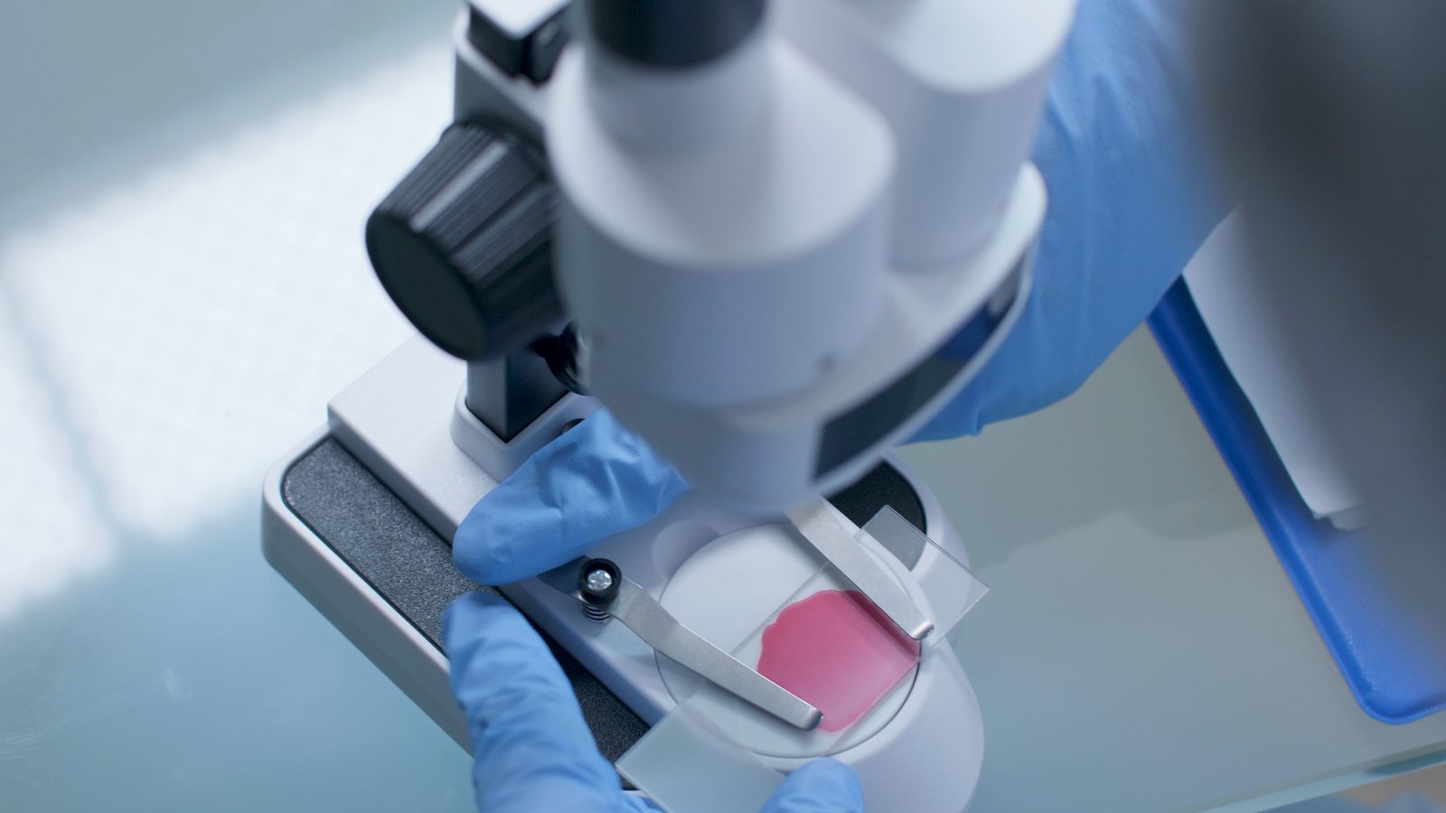 Gloved hands adjusting a laboratory microscope over a glass slide holding a stained pink sample on a bright white bench