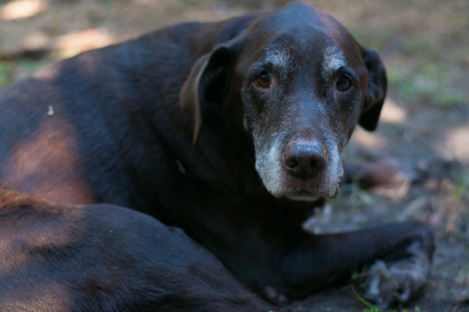 Old chocolate Labrador retriever with a grey muzzle lying on shaded ground in a backyard, looking toward the lens