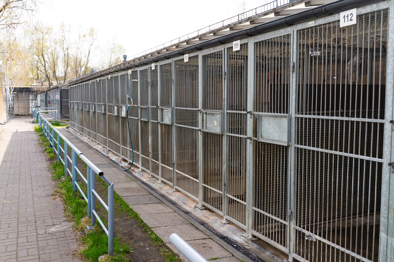 A long row of galvanized steel dog kennels with numbered gates and a railed concrete walkway outside an animal shelter