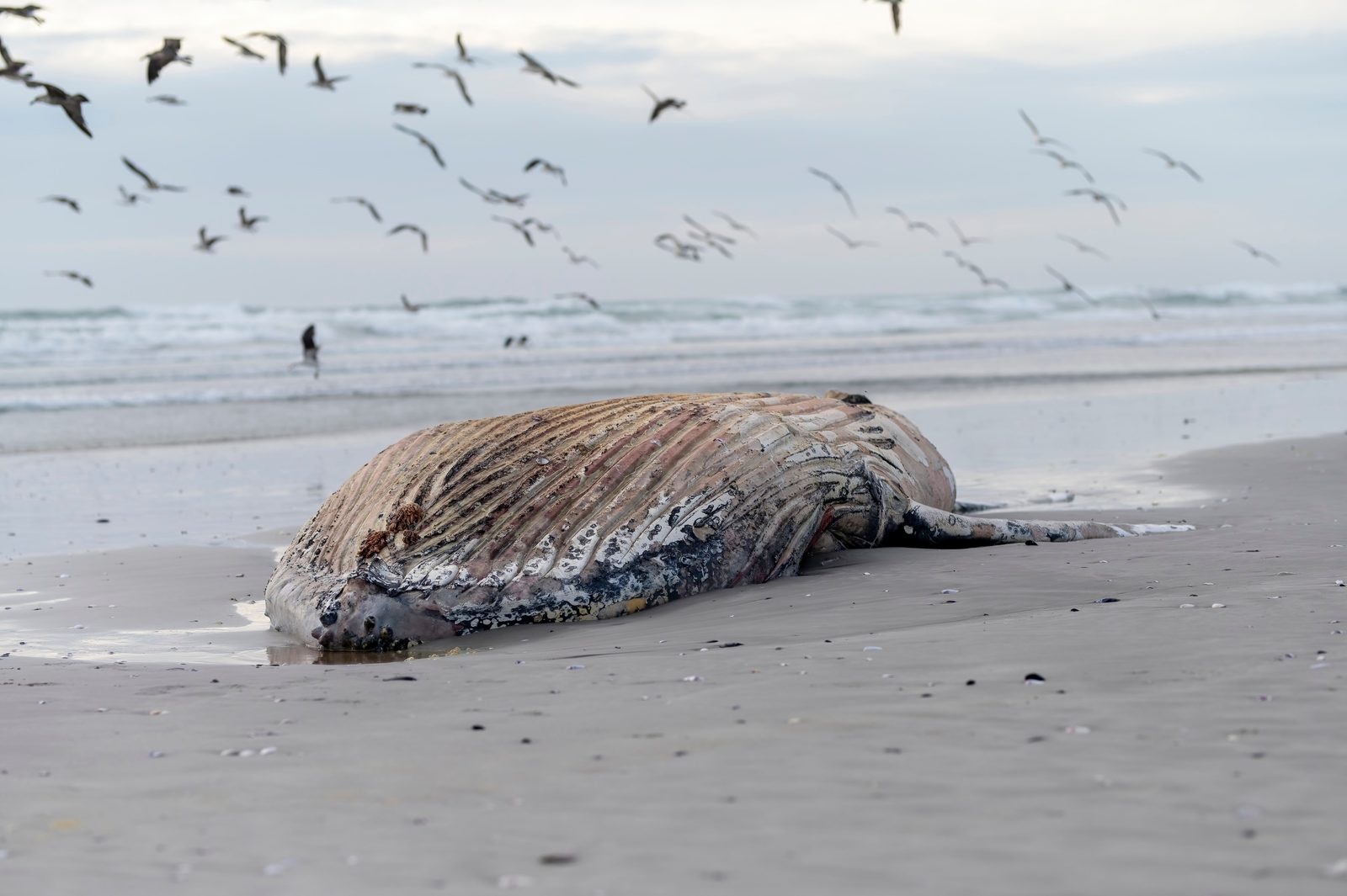 Carcass of a large whale lying on its side on a flat sandy beach as gulls wheel overhead and a lone figure stands far off