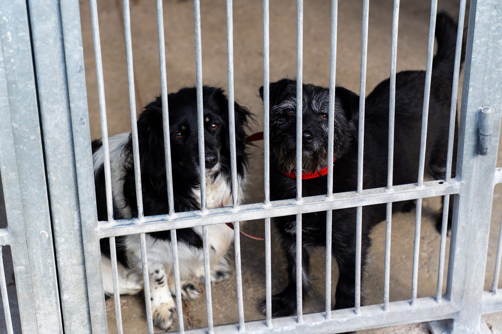 Two black and white dogs sit behind galvanized steel bars of a shelter kennel, one wearing a red collar