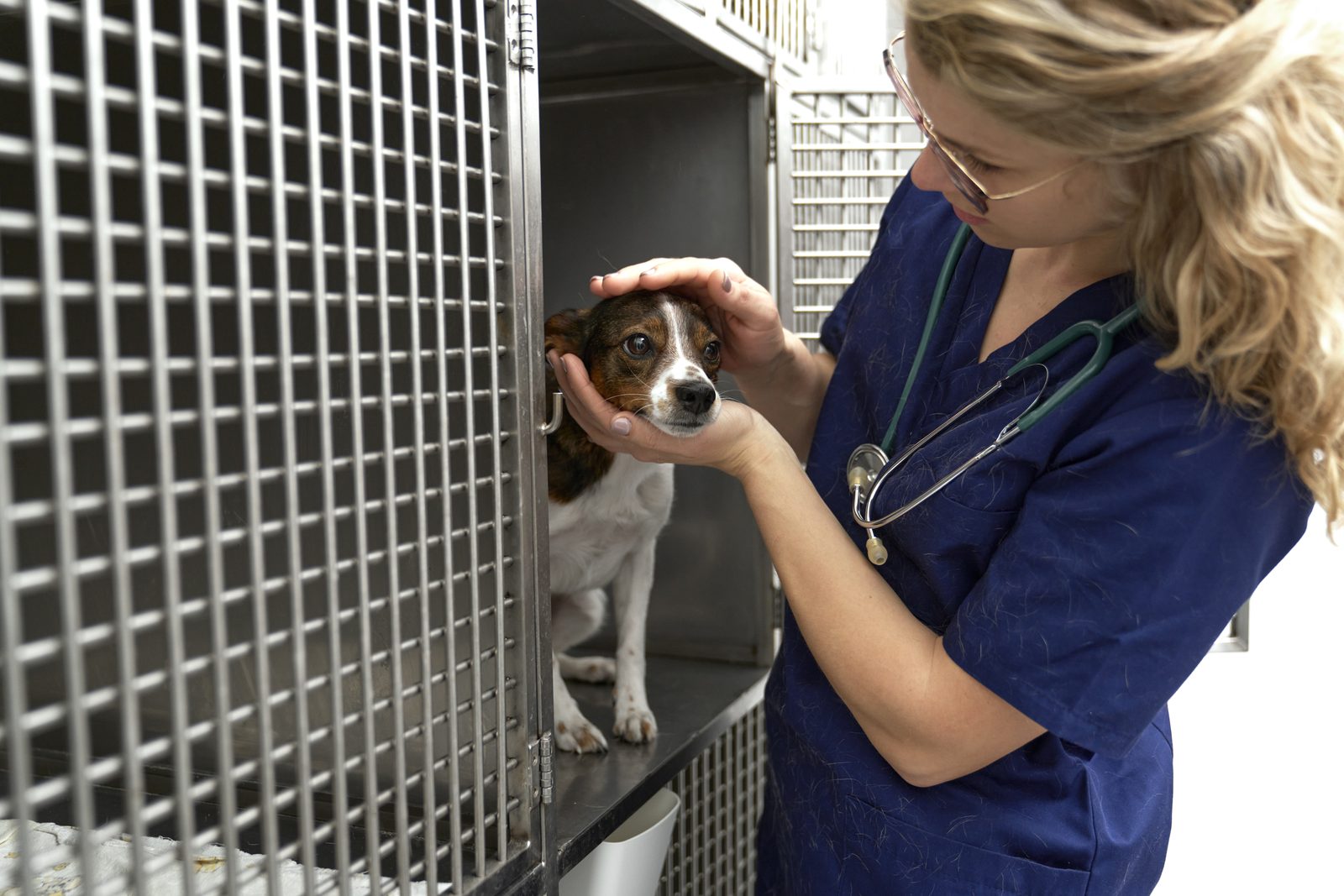 A veterinarian in blue scrubs and a stethoscope gently holds the head of a small brown and white dog inside a steel kennel