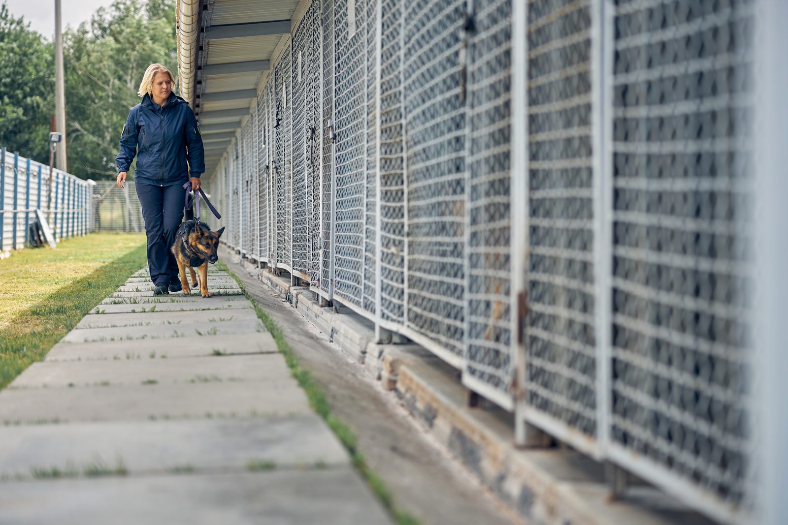 A woman in a navy jacket walks a leashed shepherd dog along a paved path beside a long row of outdoor wire kennels.